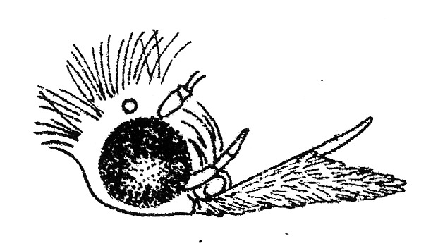 Head of Ypsolopha parenthesella (Ypsolophidae).
